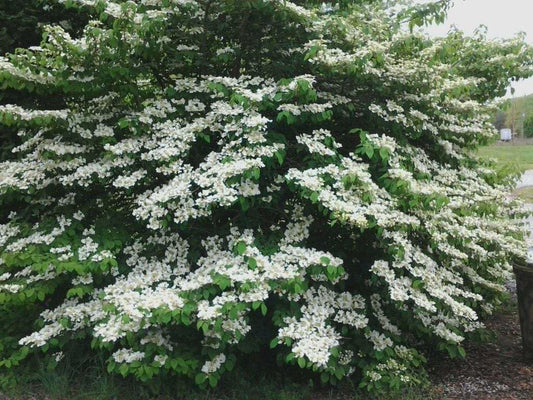 Live Plant - Japanese Snowball Shrub - 6-12" Tall - Live Plant - 3" Pot - Viburnum plicatum