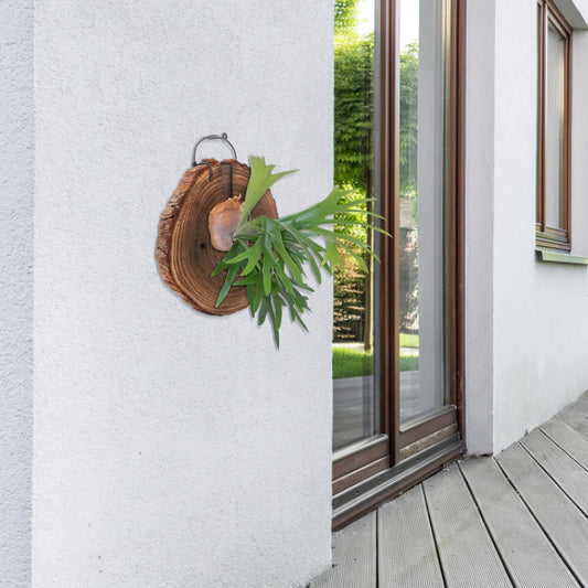 Milisten Fern Mounting Board, Rustic Wood Wall Mount Planter Living Plant Fern Hanging Board for Orchids Climbing Vertical Plant, Platycerium, Wall Decor