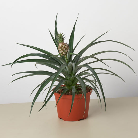 Bromeliad 'Yellow Pineapple' | Live Plant for Indoor & Outdoor | for Living Room, Office, Bathroom | (6" Pot)