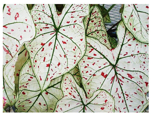 Fancy Leaf Caladium - Cranberry Star - Large Size Bulb - Hardy Zones 9-11