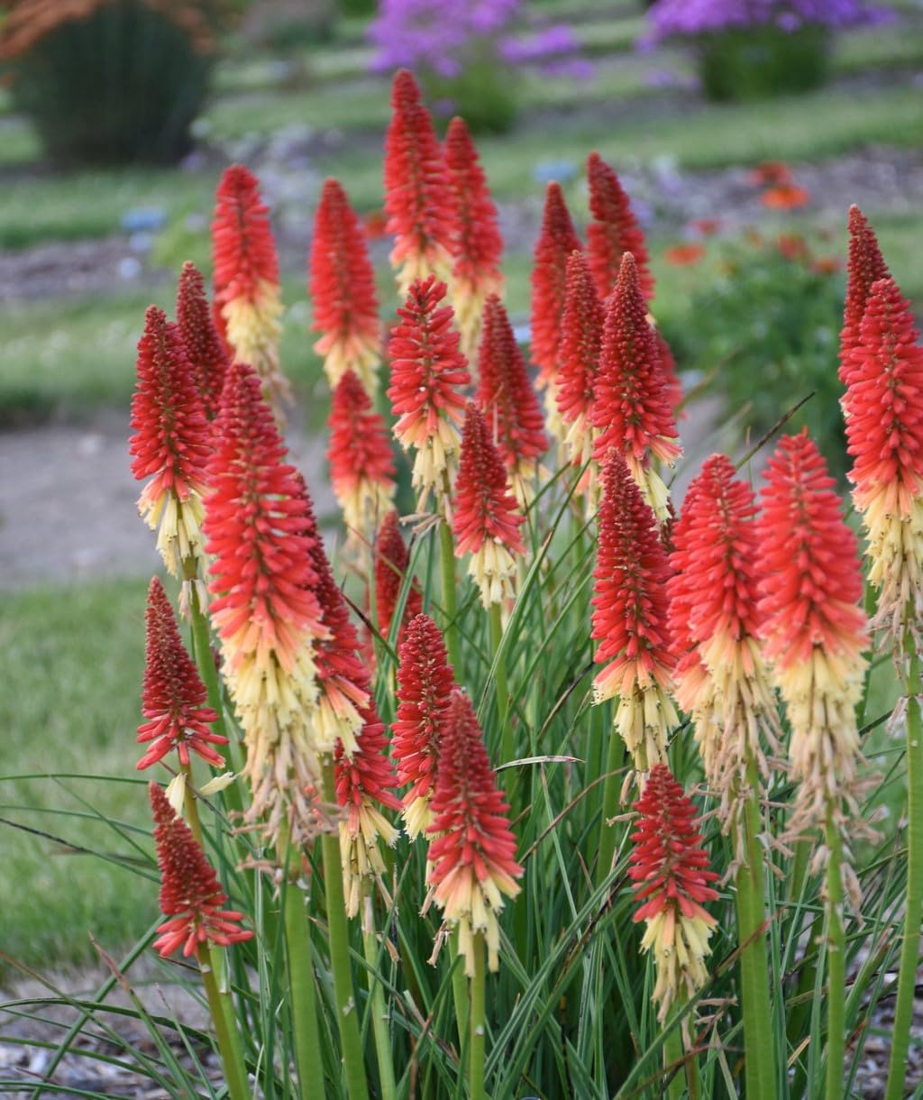 Live Plant from Green Promise Farms - Kniphofia Pyromania 'Rocket's Red Glare' Red Hot Poker, Multi-Color Flowers - #1 Gallon Container - Does NOT Ship to AZ, CA, HI, ID, MT, NV, OR, PR, UT & WA!!
