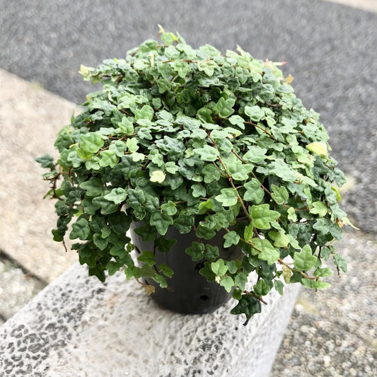 String of Frog Live Plants, Easy Indoor Trailing Succulent in 2.5" Pot, Hanging Succulent Houseplant Indoor Outdoor Planting