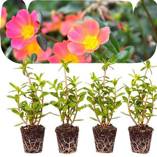 Set of 4 Live Portulaca Plants, Moss Rose Flower Plants, 4–7 Inches Tall, Well-Rooted, Ready to Grow (Hot Pink Portulaca)