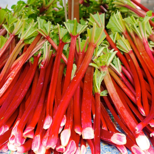 Rhubarb Plant for Planting, Red Rhubarb Root Plant, Well Rooted, 4-6 Inc, Cold Hardy Perennial Vegetable for Indoor Outdoor Garden