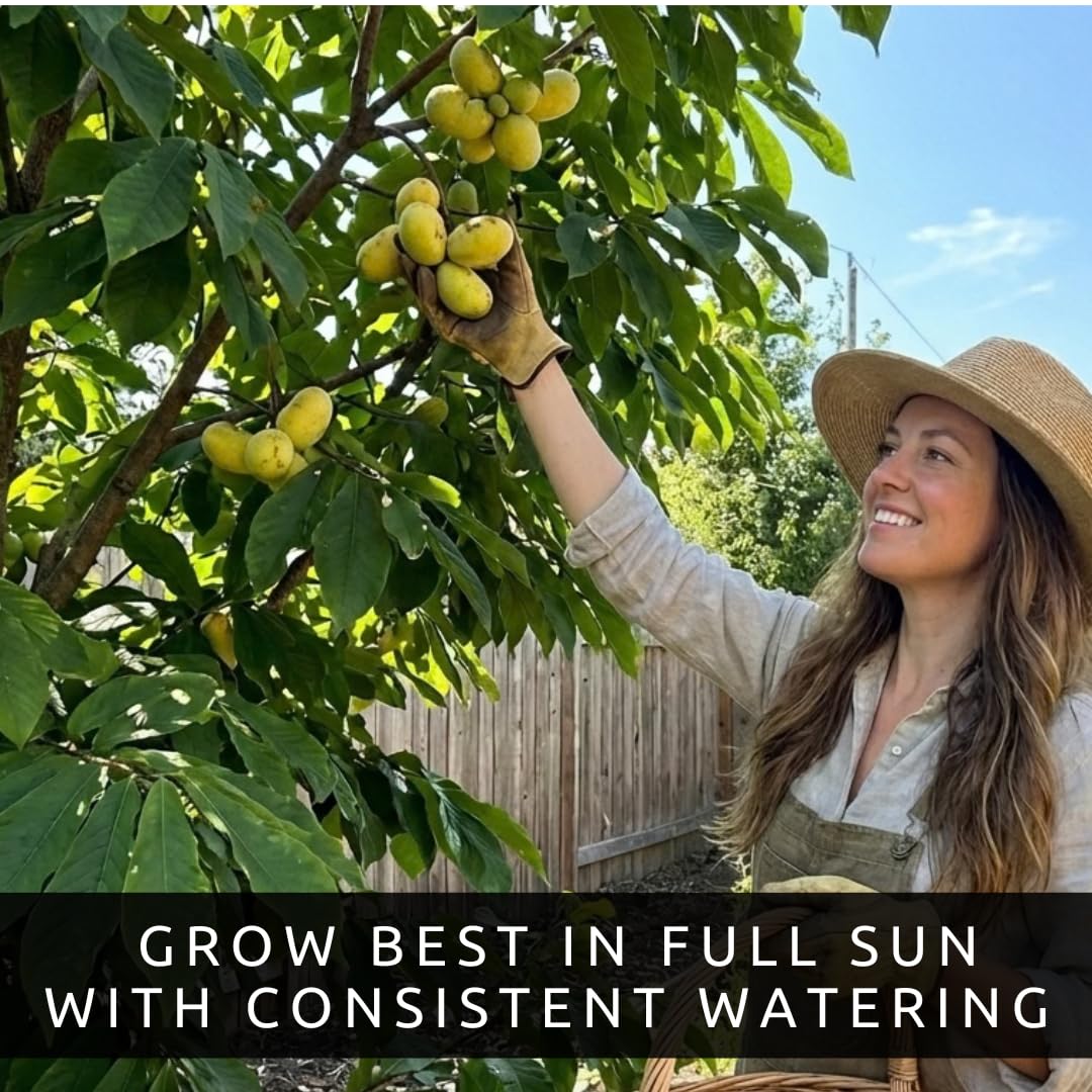 Pawpaw Seeds for Planting – Grow Your Own Pawpaw Tree – Non-GMO Asimina Triloba Seeds for Home Garden, Backyard Orchard, and Outdoor Planting - Paw Paw, North American Banana (15 Seeds)