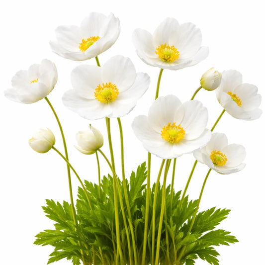 Easy to Grow Anemone Bride Pack of 20 Flower Bulbs - Spring White Blooms in Full Sun, Great for Cutting