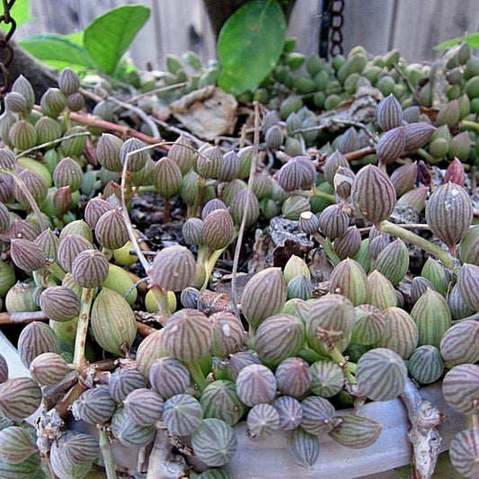 String of Watermelon Live Plants, Easy Indoor Trailing Succulent in 2.5" Pot, Hanging Succulent Houseplant Indoor Outdoor Planting