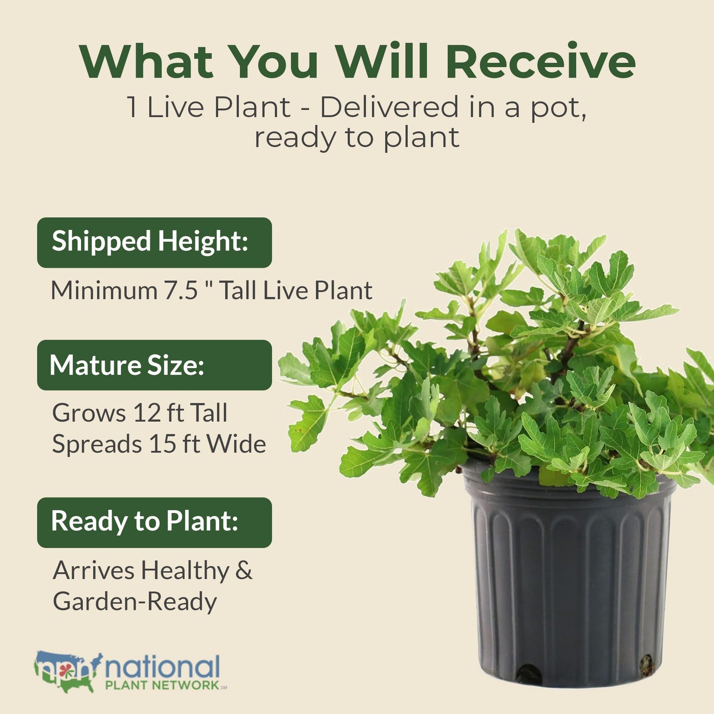 Brown Turkey Fig Plant - Sweet Year Round Harvest in 1 Gal Growers Pot - Grows Upto 12-15' - Easy to Grow Fruit Trees for Pots and Gardens (1 Count)