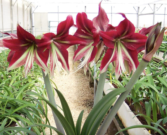 Ruby Star Amaryllis | Red and White Bare Root Bulb | 28-30 cm | 16-24" Tall | 2-3 Stems | Vibrant Floral Display | Ideal for Indoor & Outdoor Planting