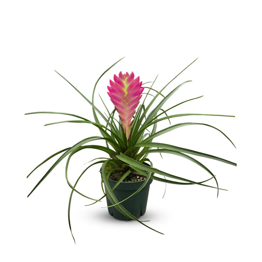 Bumble Plants Tillandsia Cyanea 'Pink Quill' Bromeliad Live Plants [Winter Thermal Packaging Included] | Vibrant Indoor Air Plant with Long-Lasting Pink Bracts& Purple-Blue Blooms, Pet-Friendly