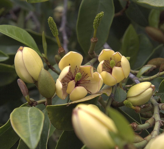 Live Plant - Banana Shrub (Michelia Figo) - Live Plant - 3 Gallon Pot