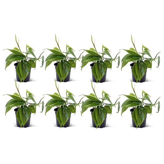 8 Pack Live Heartleaf Green Philodendron, Philodendron Hederaceum, Potted Houseplant, Gardening Gift, Birthday Gift, Sympathy Gift, Plant Lover Gift in 4" Pot