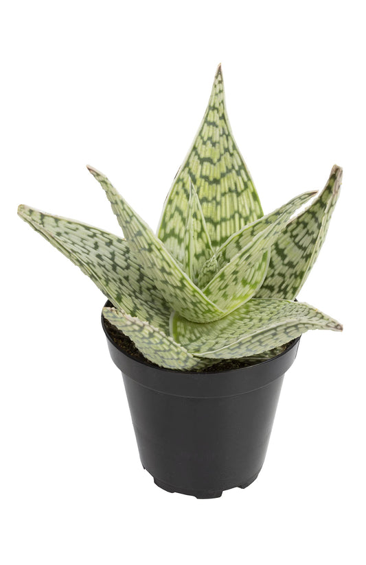 Live Aloe Plant Succulents, Succulents Plants Live in Potting Soil Mix, Potted Succulents Live Plants, Star Aloe Plants Live with Cacti Pots, Cactus Plants Live Succulent Plants by Plants for Pets