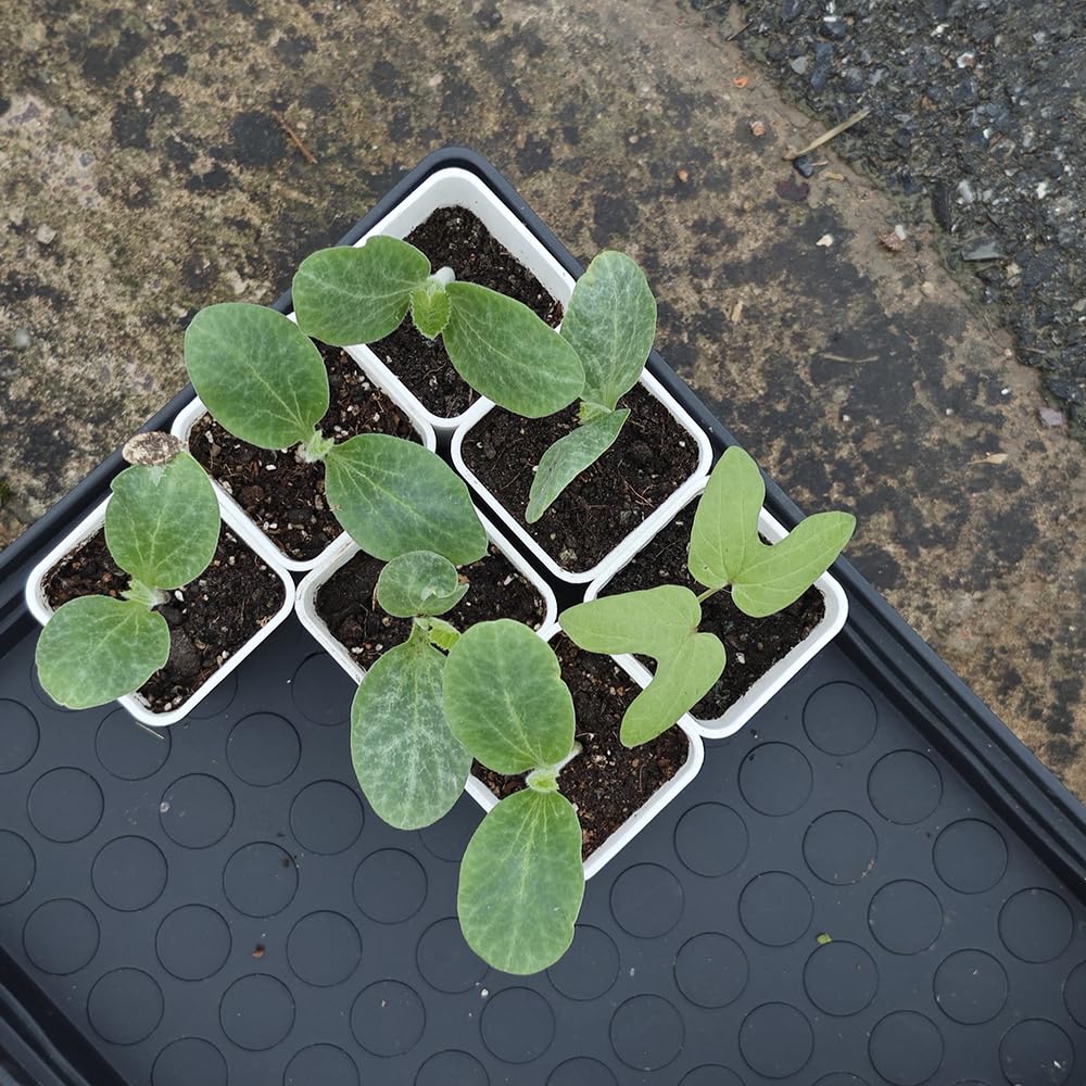 BangQiao 120 Pack 2.40 Inch Small White Plastic Square Nursery and Seedling Pot, Deep Transplant Seed Starter Planter with Drain Hole for Germination, Herb, Succulent