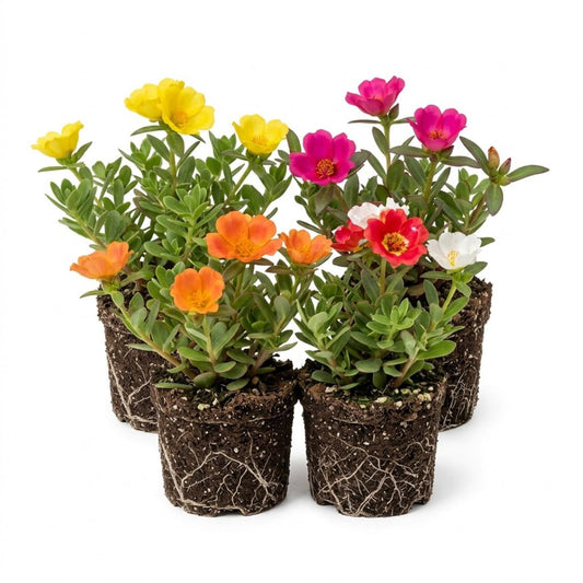 4 Portulaca Plants Live, Moss Rose Flower Plant for Outdoor Garden, Ground Cover Plant for Patio Containers, Borders or Landscape 4-7 Inches (Assorted)
