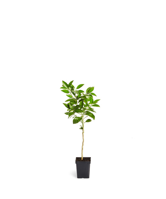Brighter Blooms - Blood Orange Tree, 1-2 ft. - No Shipping to AK, AL, AZ, CA, FL, GA, HI, LA, MS, OR, TX
