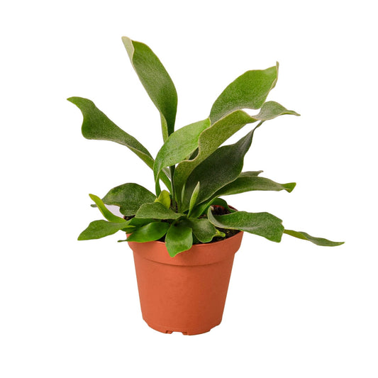 Staghorn Fern | Live Plant for Indoor & Outdoor | for Living Room, Office, Bathroom | (6" Pot, White Cylinder)