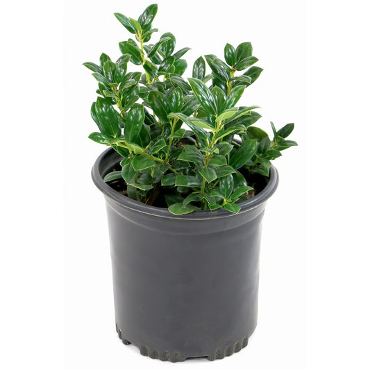 Holly Dwarf Burford Shrub – Compact Upright Evergreen Holly w/Small Showy White Flowers & Bright Red Berries for Formal Hedges & More - Grows Up to 10 ft in 3 Gal Grower Pot, USDA Zones 7–9, 1-Pack