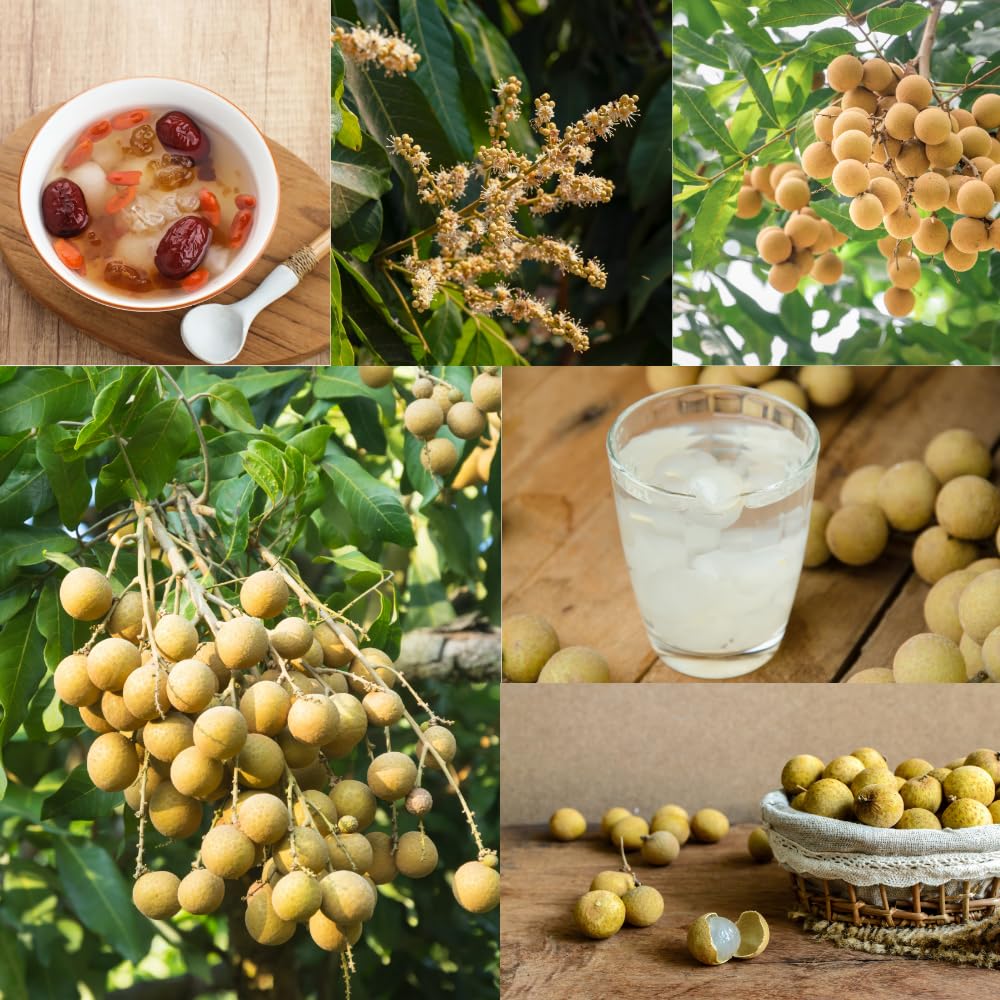 Longan Tree Live Plant, Longan Plant, Well Rooted, 2-3 Feet Tall, Edible Tropical Fruit Plant for Outdoor Planting, No Ship to CA