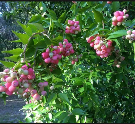 Rose Apple Tree (Syzygium jambos) Tropical Fruit Tree 12"- 24"