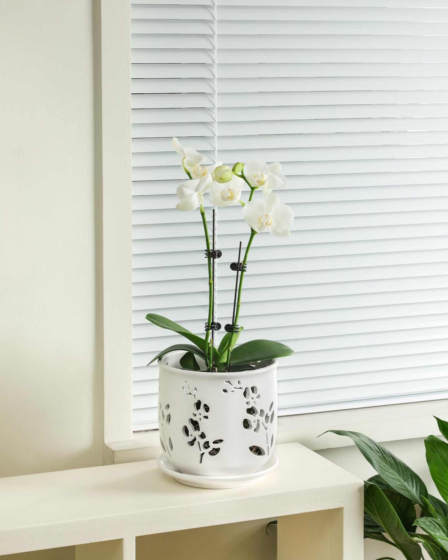 Fayoula Orchid Pot, 6.5 inch Large Orchid Pots with Holes for Healthy Growth and Easy Repotting, Premium Ceramic Orchid Planter for Indoor and Outdoor Use, (Note : Plant Not Included)