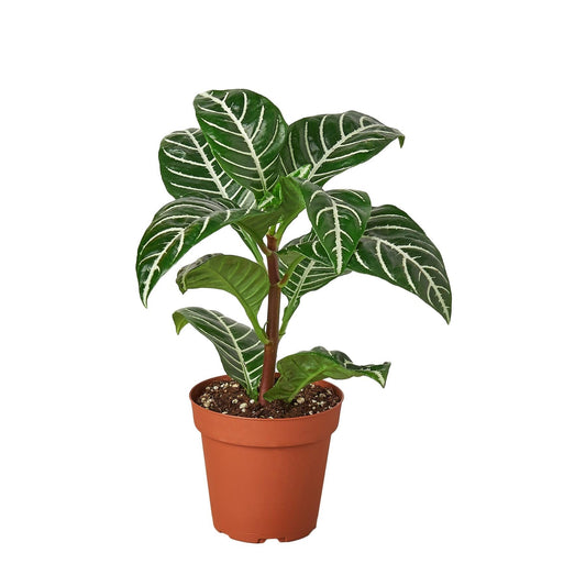 Zebra 'Aphelandra' | Live Plant for Indoor & Outdoor | for Living Room, Office, Bathroom | (4" Pot)