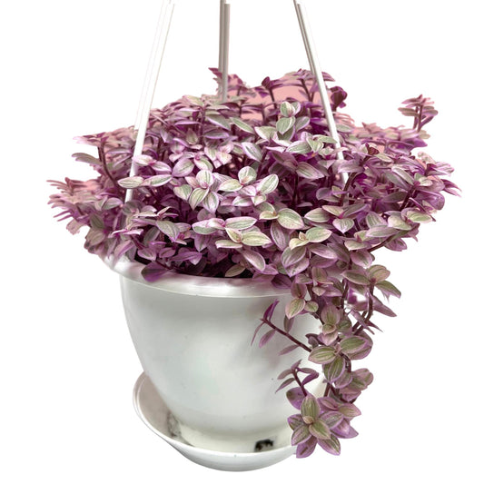 Live Succulents 4.5 Inch Pink Lady Callisia Repens with Hanging Basket - Turtle Vine Succulents Plants Live - Fully Rooted Easy to Grow Houseplants for Home Office Wedding Decor & Gift