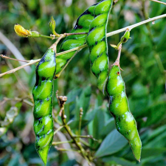 Live Plant - Pigeon Peas (Cajanus cajan) Tropical Living Plant 12”-24”