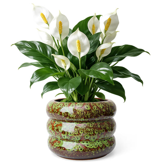 YINUOWEI Ceramic 6 inch Plant Pot - Planter for Indoor Plants with Drainage Hole, Flower Pots for Orchid, Succulent,Outdoor Plants, Modern Glaze Planters for Home Office Decor Gift