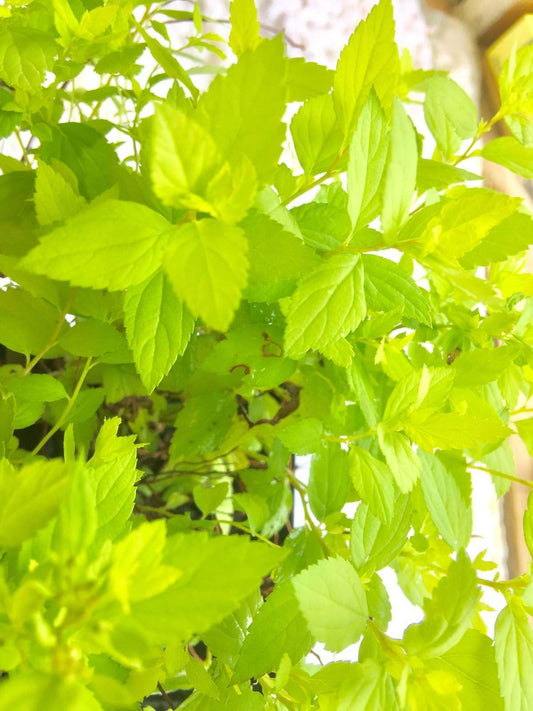 Live Plant - Mini/Dwarf Gold Mound Spirea, Live Bush, Quart Pot, Spiraea Japonica 'Mini Gold'