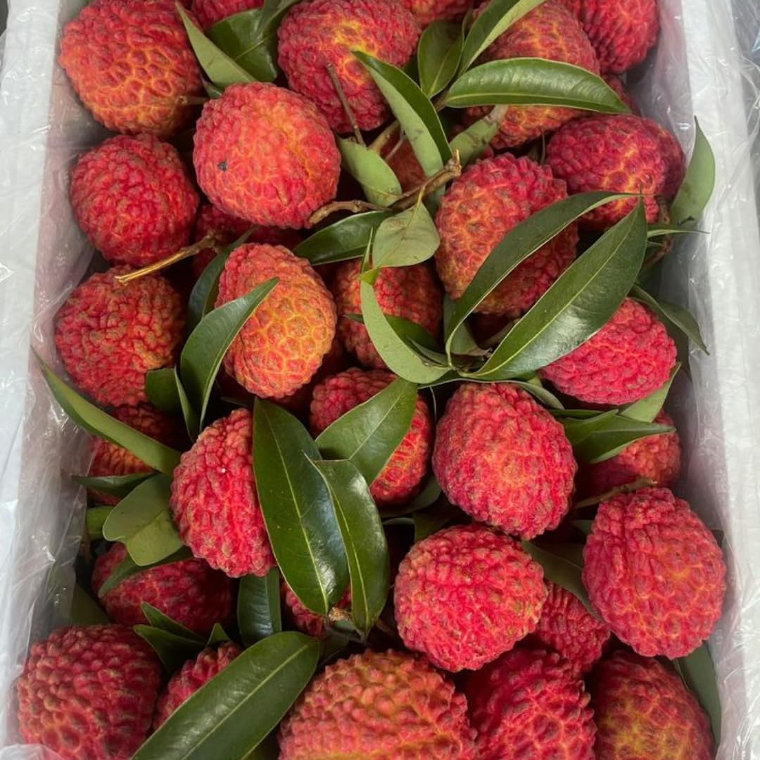 Mauritius Lychee Trees Live Plants | 2.5–3 Ft Live Potted Plant | Compact Sweet Fruit Tree for Patios, Balconies & Backyard Gardens | No Ship to CA,HI,AK