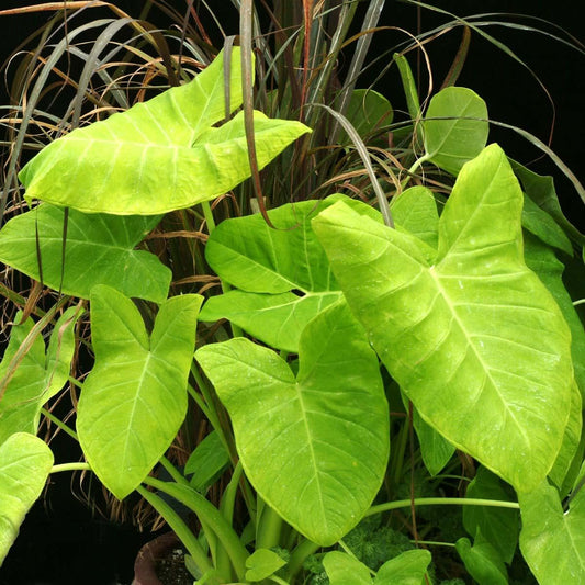 RedCrocus - RedCrocus Assorted Elephant Ear Xanthosoma – Large Tropical Foliage Plant, Shade Garden, Container Friendly, Pollinator Attractant, Indoor Use, Durable, Easy Care 6" Pot