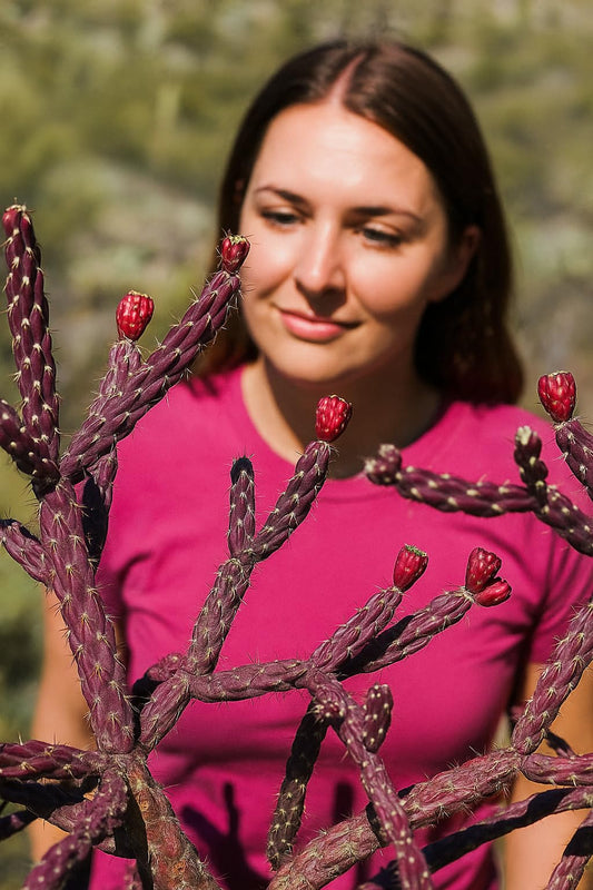 Staghorn Cholla Cactus (Cylindropuntia versicolor) - Live Plant Cutting - Propagates Easily - Purple Color-Changing