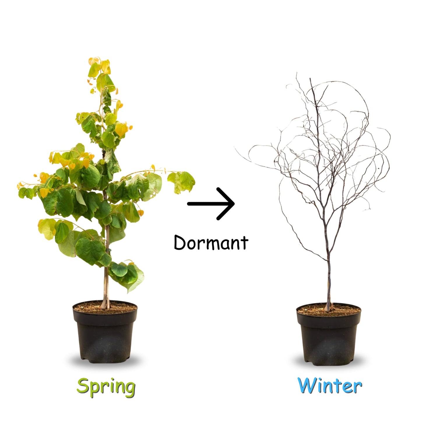 Purple Redbud Tree in Quart Pot, Hardy Red Bud Trees, Purple Flowering Tree, Winter Dormant, Border and Garden Planting