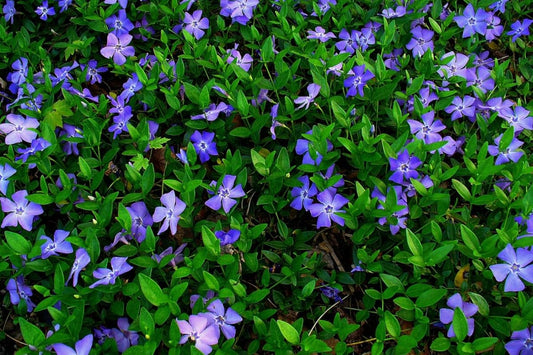 48 Vinca Plants, Vinca Minor Ground Cover Plant Periwinkle Plants Live, 6 to 8 Inc Tall, Vinca Well Rooted for Garden