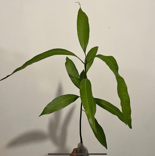 Live Plant - Mango Haden (mangifera) Tropical Fruit Tree 12″-24″