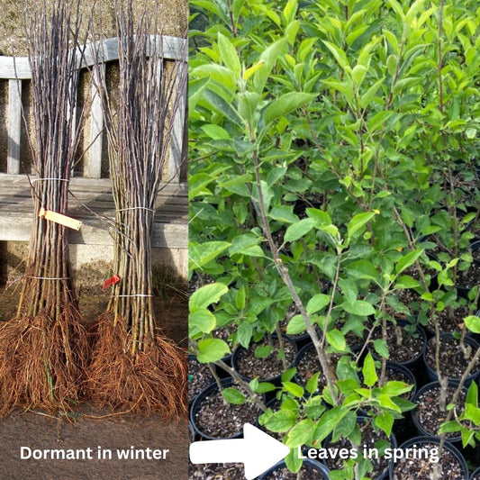 Black Apple Tree Live Plant, Sweet Apple Plant Live for Planting 18-24 Inch Tall, Bareroot, Live Apple Tree Plant, Black Apple Fruit Tree Ready to Grow Your Garden