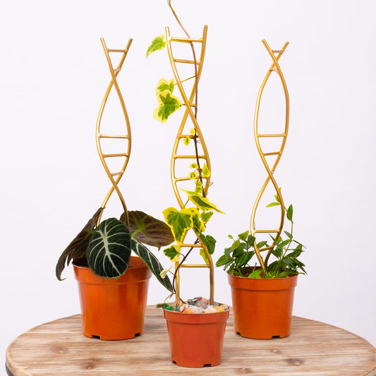Yohsnor 3PCS DNA Plant Trellis Indoor and Outdoor - Lightweight Metal Trellis for Potted Plants, Hoya & Pothos Climbing Support, Artistic Geometric Design, Durable & Easy Installation