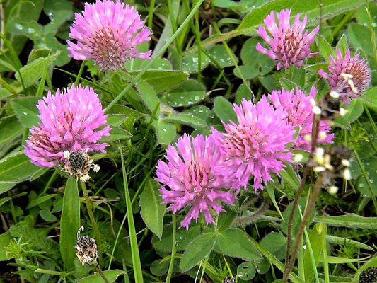 Red Clover Seeds, Nitro-Coated and Inoculated, 1 Pound Pack by Seeds2Go
