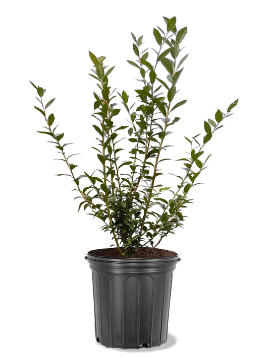 American Plant Exchange Blueberry Bush 'Chanticlear' (Northern Highbush) – Live Fruit-Bearing Plant, 5-Gallon Pot, Cold Hardy, Sweet Edible Berries for Outdoor Gardens and Landscapes