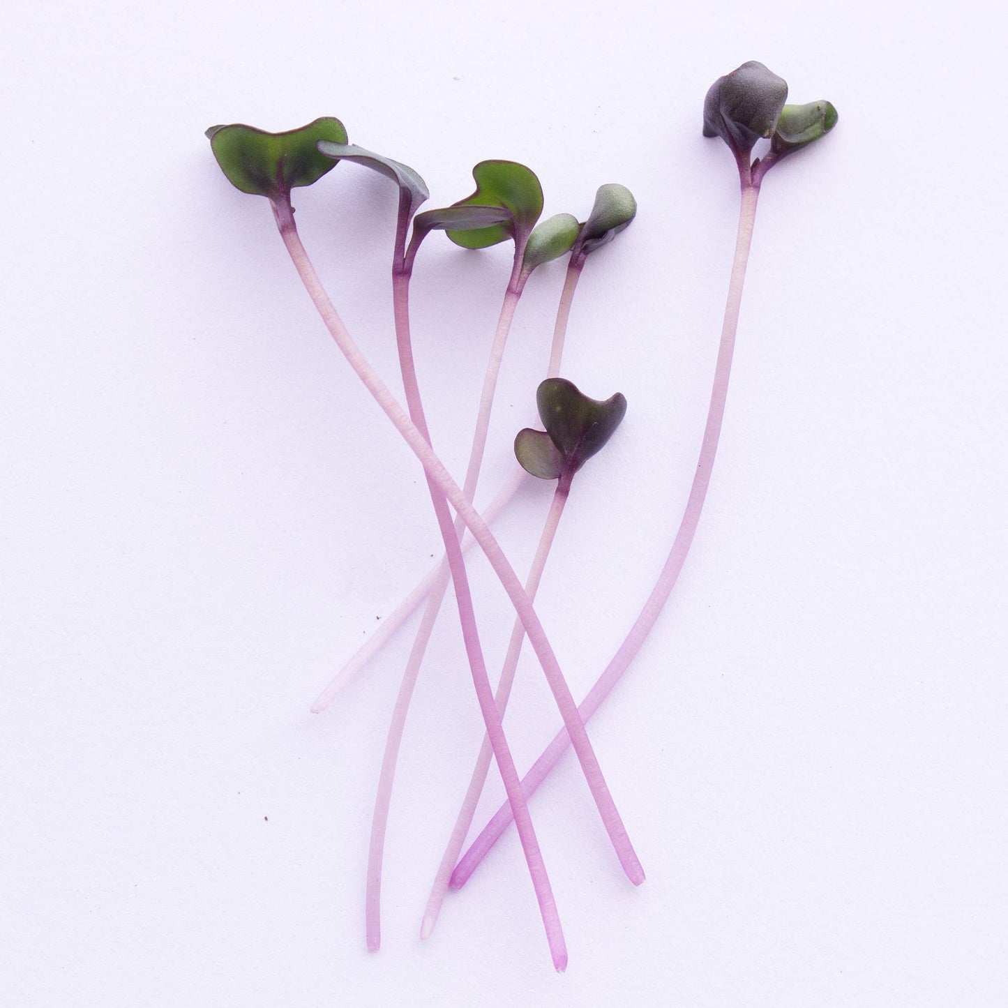 Red Cabbage Microgreens Seeds - 1 Lb ~108,800 Seeds - High Germination, Premium Non-GMO Seed for Growing Red Cabbage Micro Greens