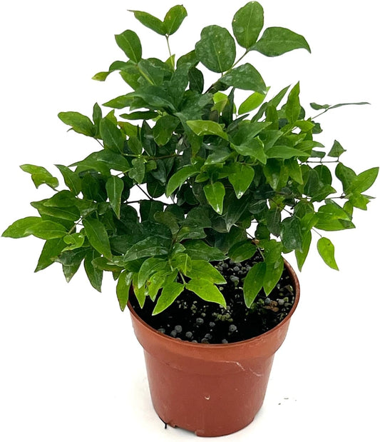 ragnaroc Live Fruit Trees – Plinia cauliflora Jaboticaba Plug 9-12” Tall - 1ct - Color When Flowering Red, Bonsai - Live Arrival Guaranteed - House Plants for Home Decor
