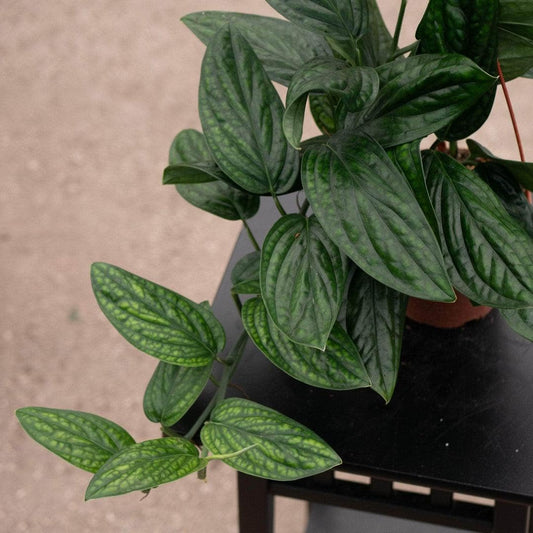 RedCrocus - RedCrocus Peru Monstera Deliciosa 'Peru' - Indoor Tropical Foliage Plant, Large Perforated Glossy Leaves, Pet & Deer Resistant, Indoor & Container Friendly 6" Pot