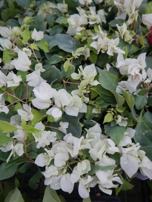 Live Plant - Sunstone White Bougainvillea Small Well Rooted Starter Plant