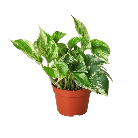 Pothos 'Marble Queen' | Live Plant for Indoor & Outdoor | for Living Room, Office, Bathroom | (4" Pot)