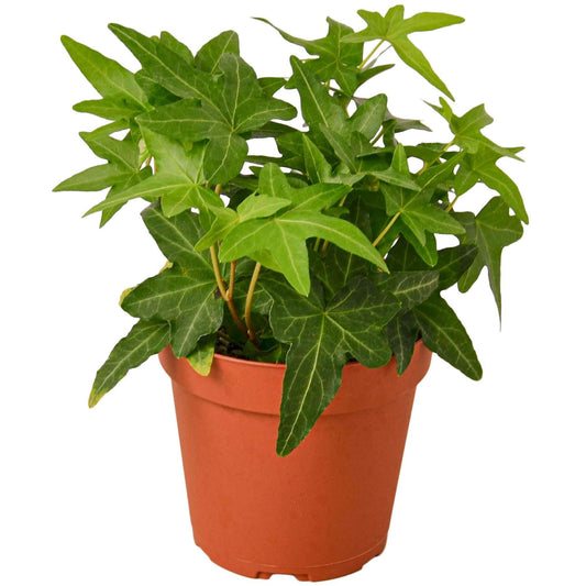 English Ivy Green Live Plant for Indoor | Different Houseplants in 4'' & 6'' Pot | Real House Plant for Living Room, Office, Desk & Bathroom | Hedera Helix Green California