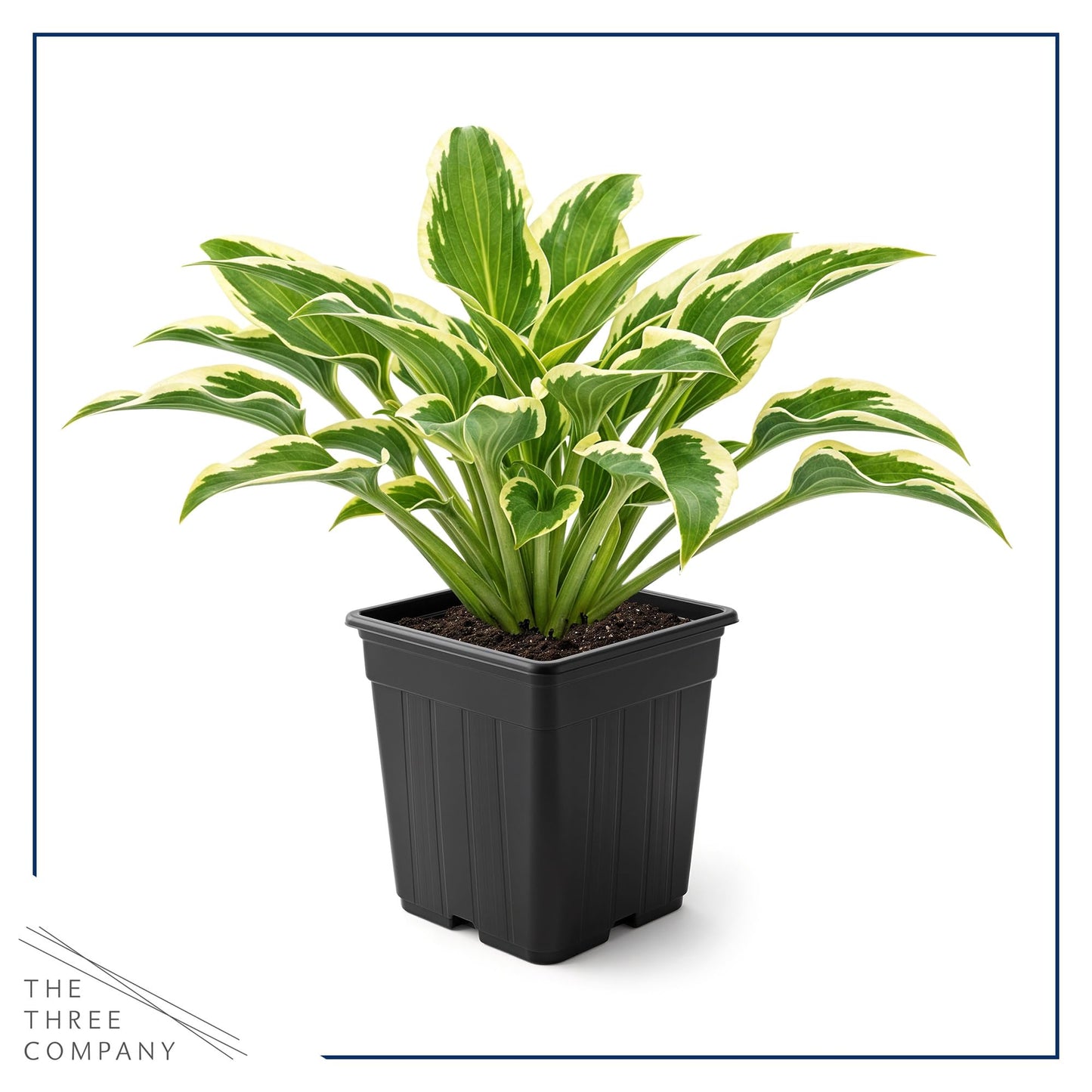 Live Perennial Hosta - Libby (3 Plants Per Pack) Beautiful Accent Plant, 10" Tall by 4" Wide in 1 Qt Pot