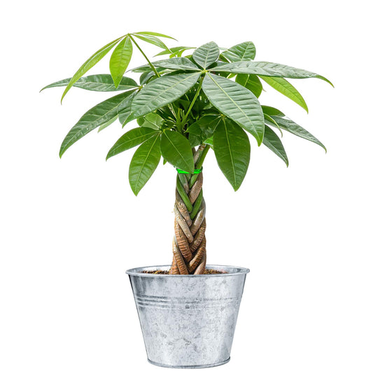 Sprout N Green 8-10" Money Tree with 5 Lucky Braid, Live Plant with Silver Metal Pot, Decoration for Indoor Home Office Tabletop Windowsill Side Table, Housewarming Christmas Gift