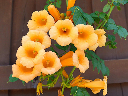 Greenwood Nursery: Live Perennial Plants - Yellow Trumpet Creeper Vine + Campsis Radicans - [Qty: 5X 3.5 Pots] - (Click for Other Available Plants/Quantities)