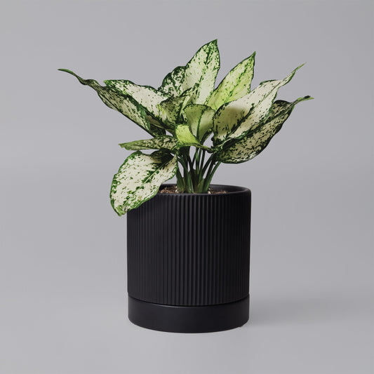 HERDUK 6 Inch Ceramic Plant Pot with Drainage & Saucer - Indoor Planter for Succulents, Cacti & Aloe Vera - Striped Design, High-Temp Fired Clay, Lightweight Modern Decor
